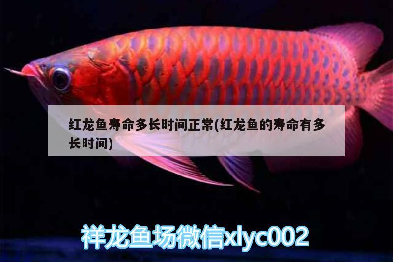 紅龍魚壽命多長時間正常(紅龍魚的壽命有多長時間)