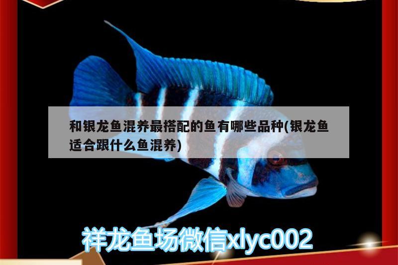 成都雙流縣東升碧波水族魚具店 全國(guó)水族館企業(yè)名錄 第2張