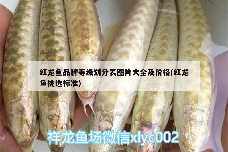 紅龍魚品牌等級劃分表圖片大全及價格(紅龍魚挑選標(biāo)準(zhǔn)) 廣州祥龍國際水族貿(mào)易