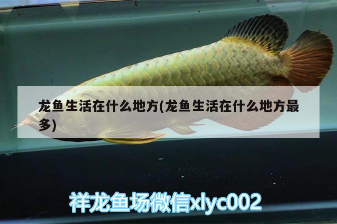 龍魚生活在什么地方(龍魚生活在什么地方最多) 三間鼠魚