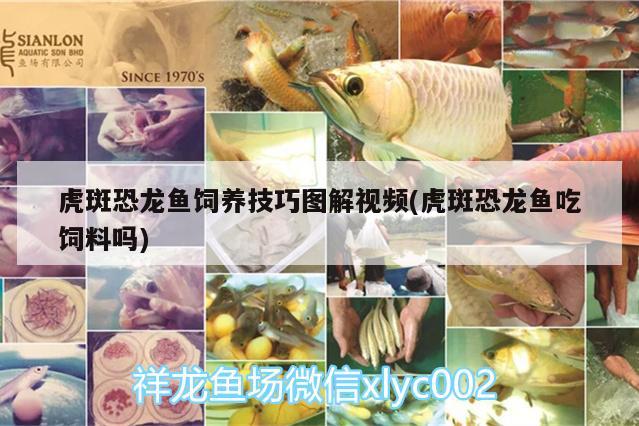 虎斑恐龍魚飼養(yǎng)技巧圖解視頻(虎斑恐龍魚吃飼料嗎)