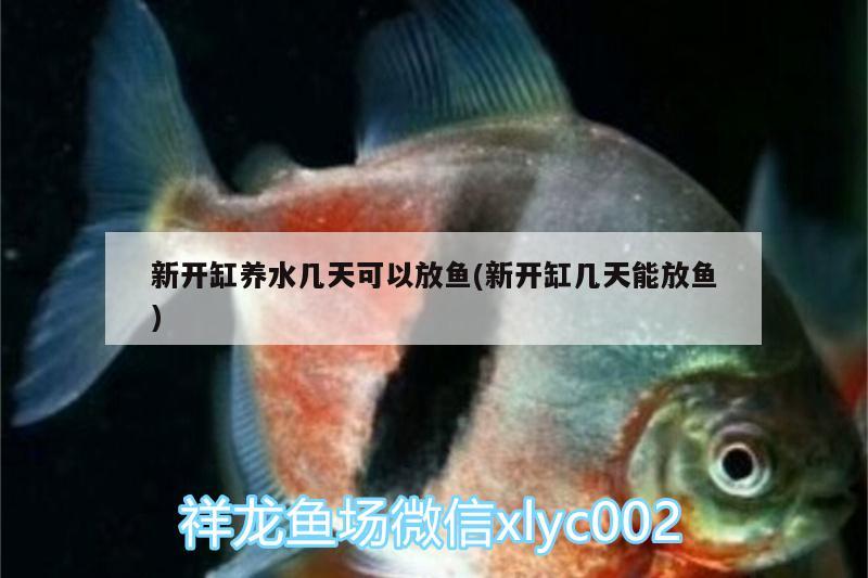 新開(kāi)缸養(yǎng)水幾天可以放魚(yú)(新開(kāi)缸幾天能放魚(yú)) 魚(yú)缸風(fēng)水