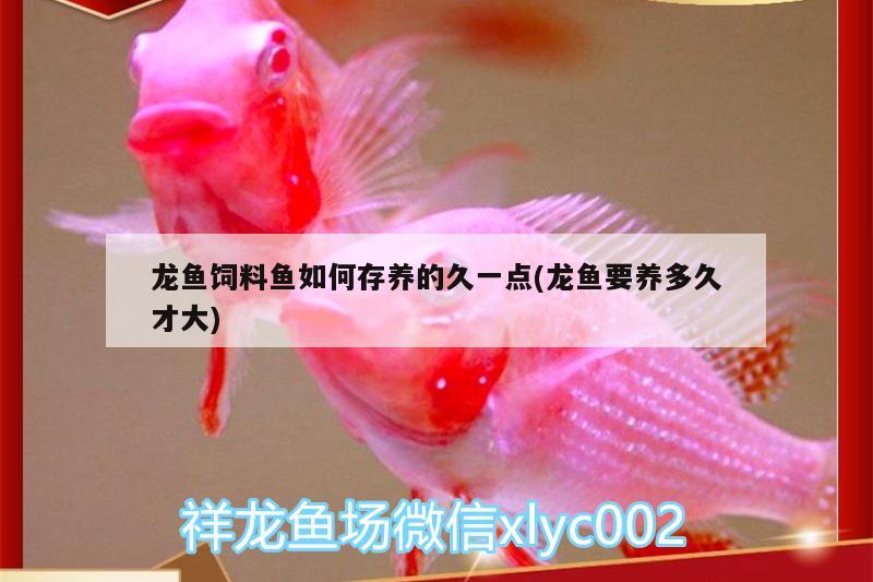 龍魚飼料魚如何存養(yǎng)的久一點(diǎn)(龍魚要養(yǎng)多久才大) 三間鼠魚苗