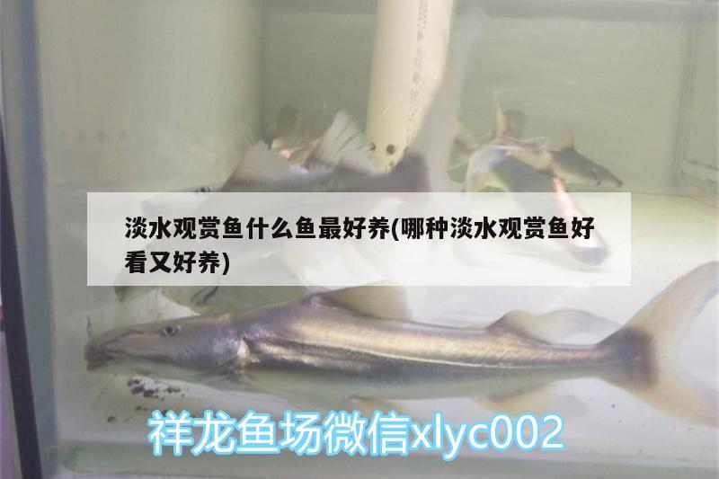 淡水觀賞魚(yú)什么魚(yú)最好養(yǎng)(哪種淡水觀賞魚(yú)好看又好養(yǎng))