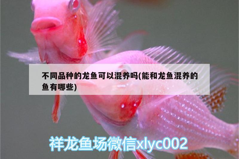 不同品種的龍魚可以混養(yǎng)嗎(能和龍魚混養(yǎng)的魚有哪些)