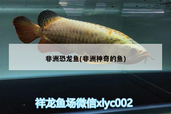 十種最吉利的魚(yú)適合在家養(yǎng)的魚(yú)，什么品種的淡水觀賞魚(yú)最好養(yǎng)