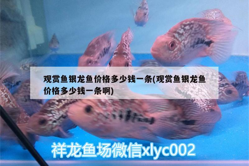 觀賞魚銀龍魚價格多少錢一條(觀賞魚銀龍魚價格多少錢一條啊) 銀龍魚