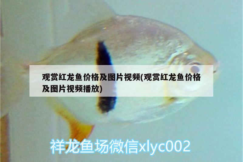 觀賞紅龍魚價(jià)格及圖片視頻(觀賞紅龍魚價(jià)格及圖片視頻播放)