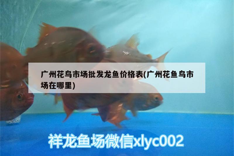 我決定犧牲自己小虎給大家做個實驗結(jié)果匯報 印尼三紋虎 第1張