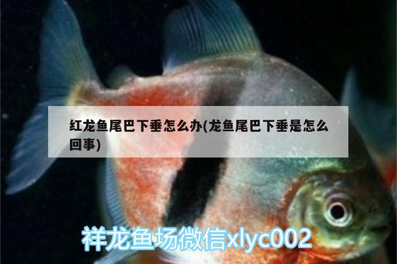 紅龍魚尾巴下垂怎么辦(龍魚尾巴下垂是怎么回事) 祥龍龍魚專用水族燈