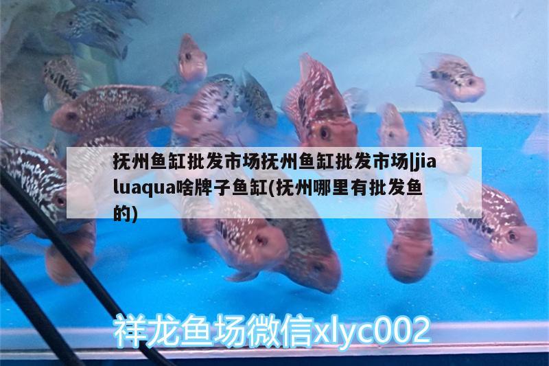 魚(yú)缸水垢怎么清理最有效（魚(yú)缸壁上的水垢怎么去除）