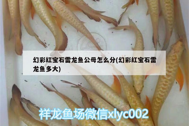 幻彩紅寶石雷龍魚公母怎么分(幻彩紅寶石雷龍魚多大) 水族世界