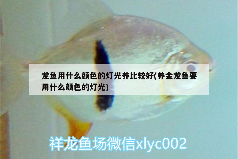 金龍魚眼睛有塊白膜是什么病：金龍魚眼睛上有白點(diǎn)