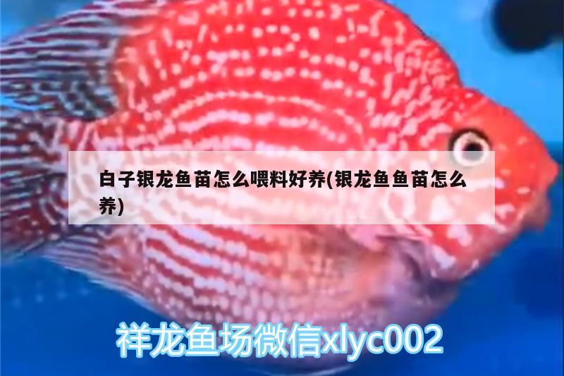 白子銀龍魚苗怎么喂料好養(yǎng)(銀龍魚魚苗怎么養(yǎng))