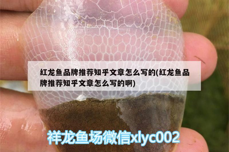 紅龍魚品牌推薦知乎文章怎么寫的(紅龍魚品牌推薦知乎文章怎么寫的啊)