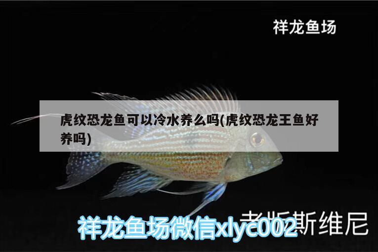 虎紋恐龍魚可以冷水養(yǎng)么嗎(虎紋恐龍王魚好養(yǎng)嗎) 恐龍王魚