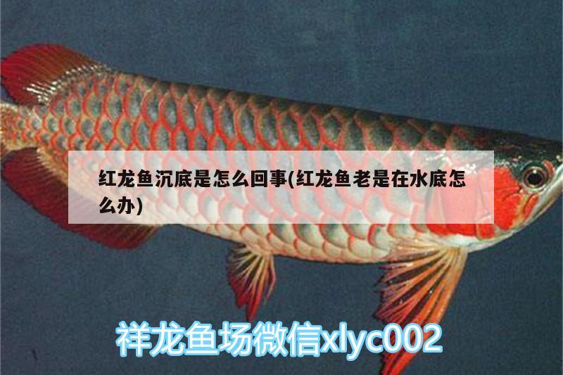 紅龍魚(yú)沉底是怎么回事(紅龍魚(yú)老是在水底怎么辦)