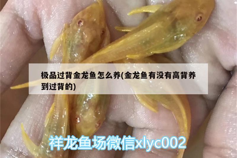 極品過背金龍魚怎么養(yǎng)(金龍魚有沒有高背養(yǎng)到過背的) 過背金龍魚