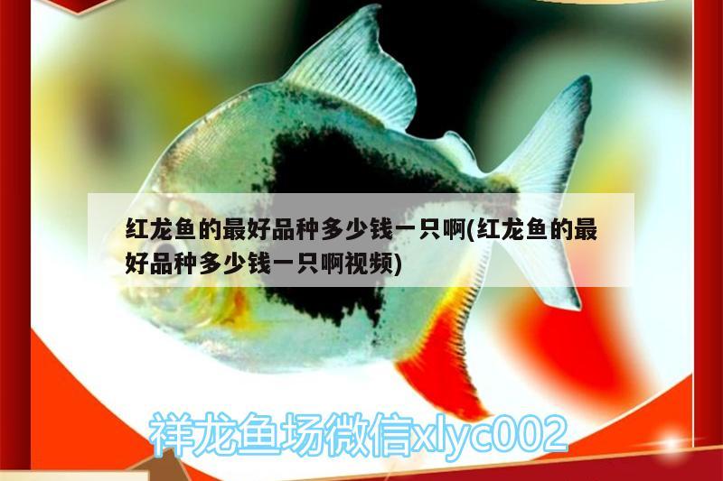 紅龍魚(yú)的最好品種多少錢一只啊(紅龍魚(yú)的最好品種多少錢一只啊視頻) 祥禾Super Red紅龍魚(yú)