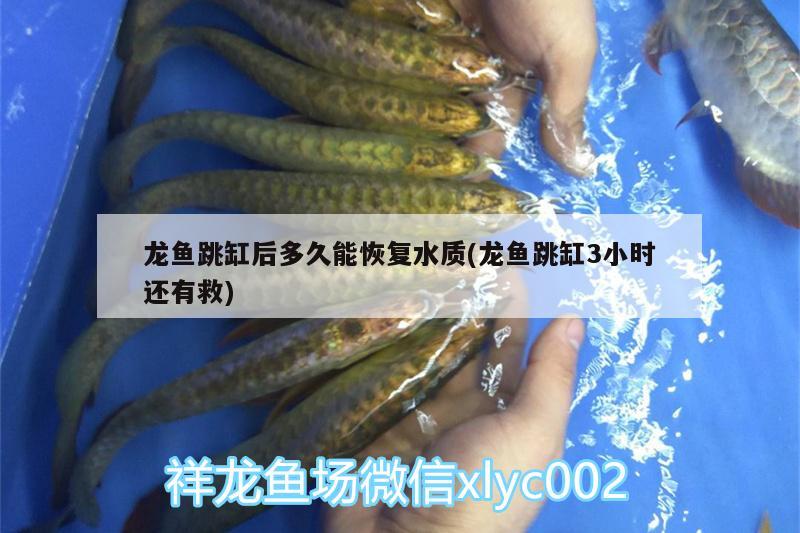 龍魚跳缸后多久能恢復(fù)水質(zhì)(龍魚跳缸3小時(shí)還有救)