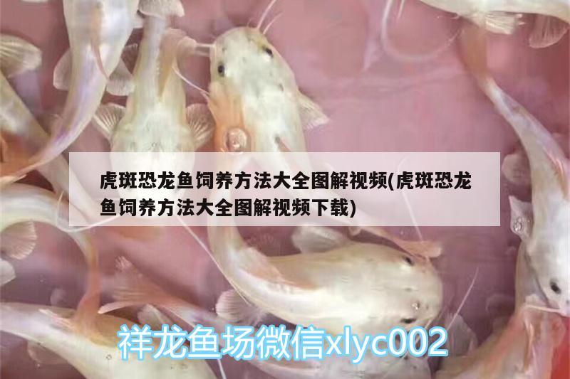 六安水族館轉(zhuǎn)載 廣州觀賞魚魚苗批發(fā)市場 第2張