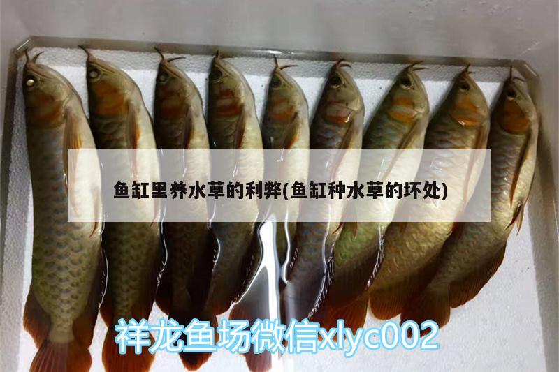 魚缸里養(yǎng)水草的利弊(魚缸種水草的壞處) 水草