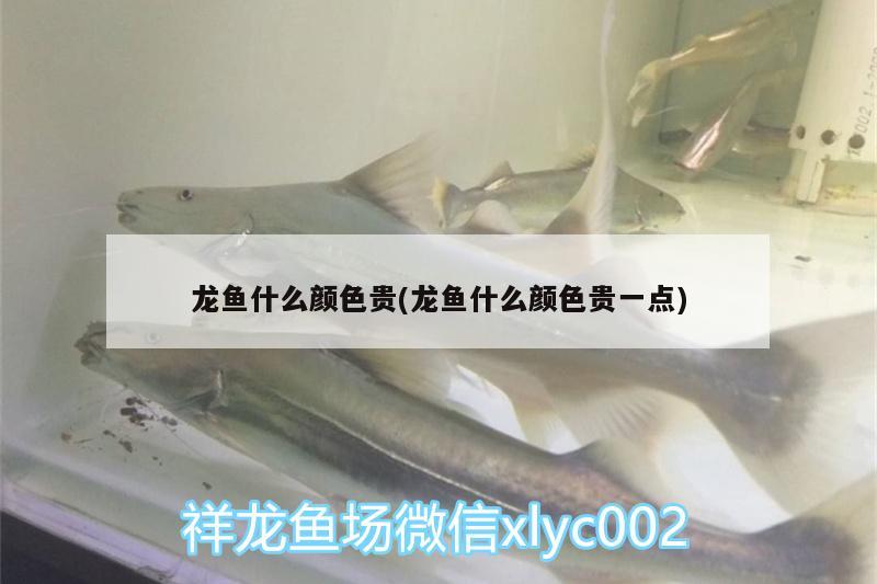 龍魚什么顏色貴(龍魚什么顏色貴一點)