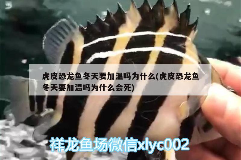 虎皮恐龍魚冬天要加溫嗎為什么(虎皮恐龍魚冬天要加溫嗎為什么會死)