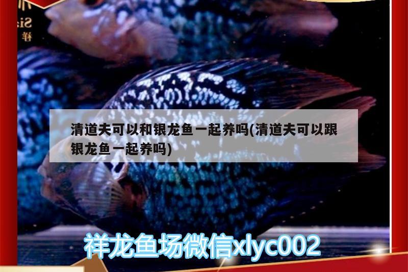 清道夫可以和銀龍魚一起養(yǎng)嗎(清道夫可以跟銀龍魚一起養(yǎng)嗎)