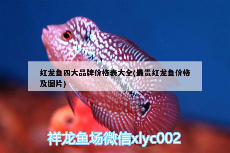 滔天巨無霸 祥龍龍魚專用水族燈 第2張