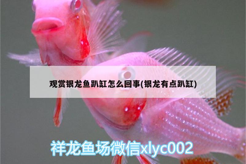 觀賞銀龍魚(yú)趴缸怎么回事(銀龍有點(diǎn)趴缸)