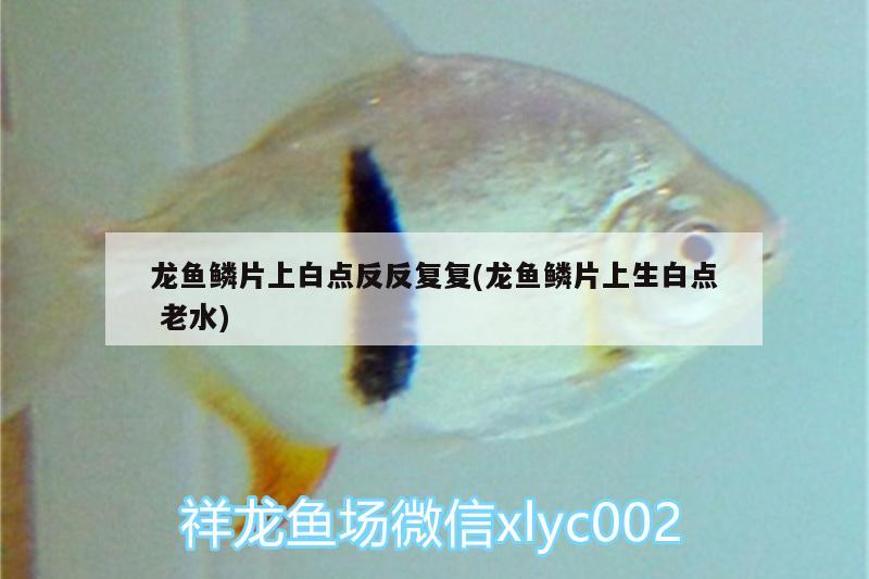 龍魚鱗片上白點反反復(fù)復(fù)(龍魚鱗片上生白點老水) 大湖紅龍魚