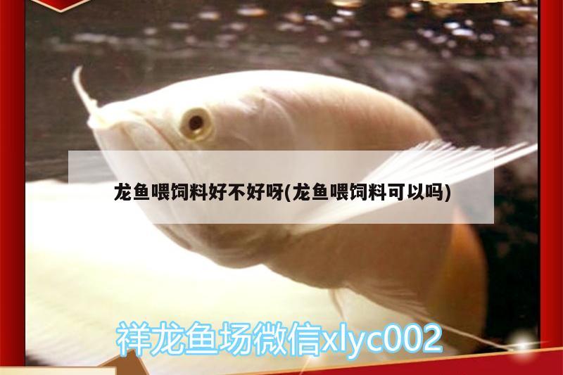 龍魚喂飼料好不好呀(龍魚喂飼料可以嗎) 朱巴利魚苗