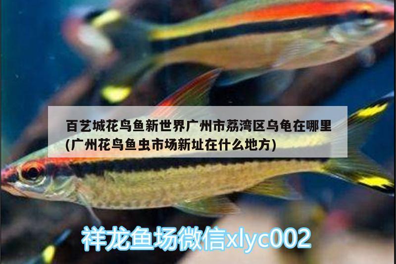 百藝城花鳥魚新世界廣州市荔灣區(qū)烏龜在哪里(廣州花鳥魚蟲市場(chǎng)新址在什么地方)