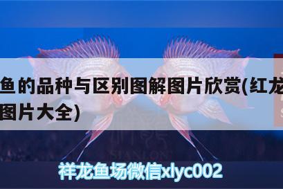 魚缸風(fēng)水?dāng)[放位置有哪些 魚缸風(fēng)水布局方位 魚缸風(fēng)水 第2張