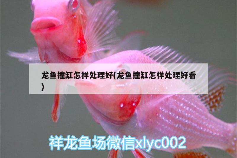 龍魚撞缸怎樣處理好(龍魚撞缸怎樣處理好看) 帝王血鉆魚