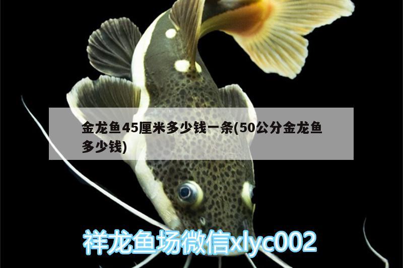 金龍魚45厘米多少錢一條(50公分金龍魚多少錢)