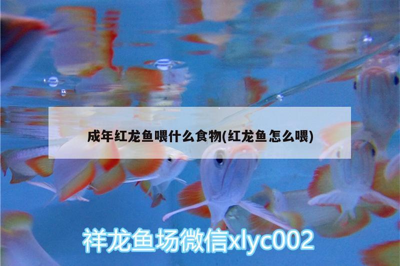 成年紅龍魚喂什么食物(紅龍魚怎么喂) 觀賞魚企業(yè)目錄