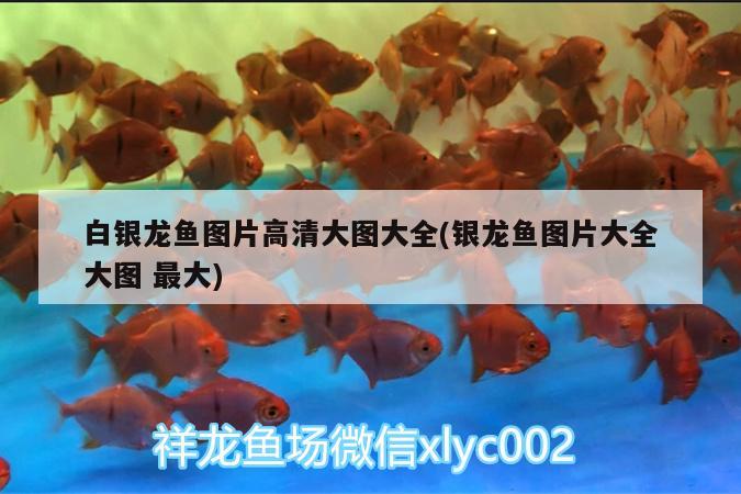 白銀龍魚圖片高清大圖大全(銀龍魚圖片大全大圖最大)