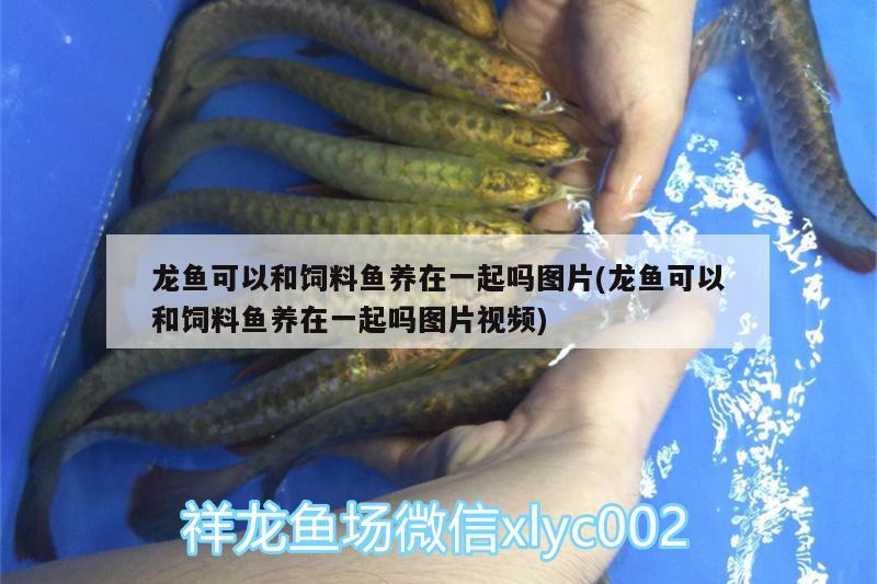 龍魚可以和飼料魚養(yǎng)在一起嗎圖片(龍魚可以和飼料魚養(yǎng)在一起嗎圖片視頻) 細(xì)線銀版魚