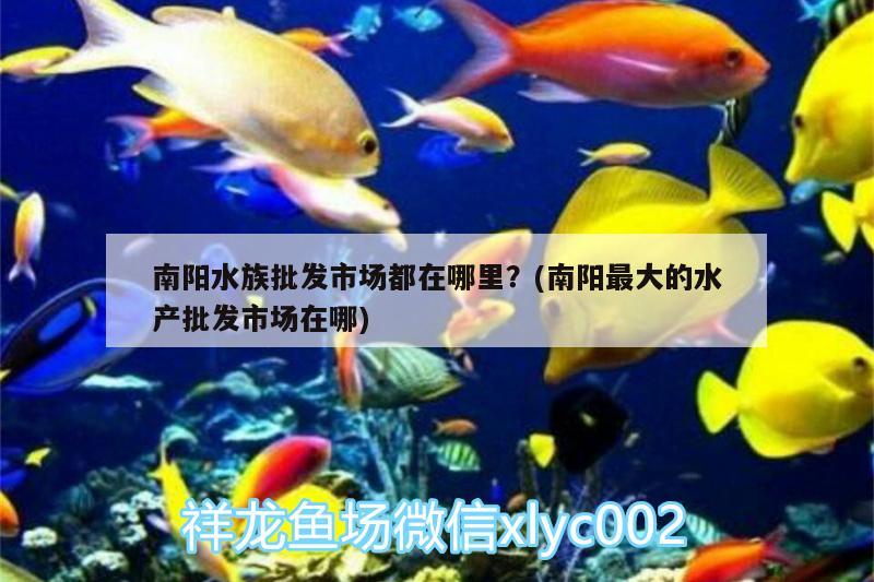 南陽水族批發(fā)市場都在哪里？(南陽最大的水產(chǎn)批發(fā)市場在哪)