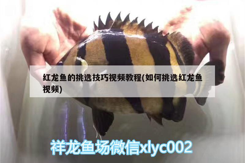 亞克力魚缸跟玻璃魚缸哪個好些 亞克力魚缸跟玻璃魚缸哪個好些呢 紅頭利魚