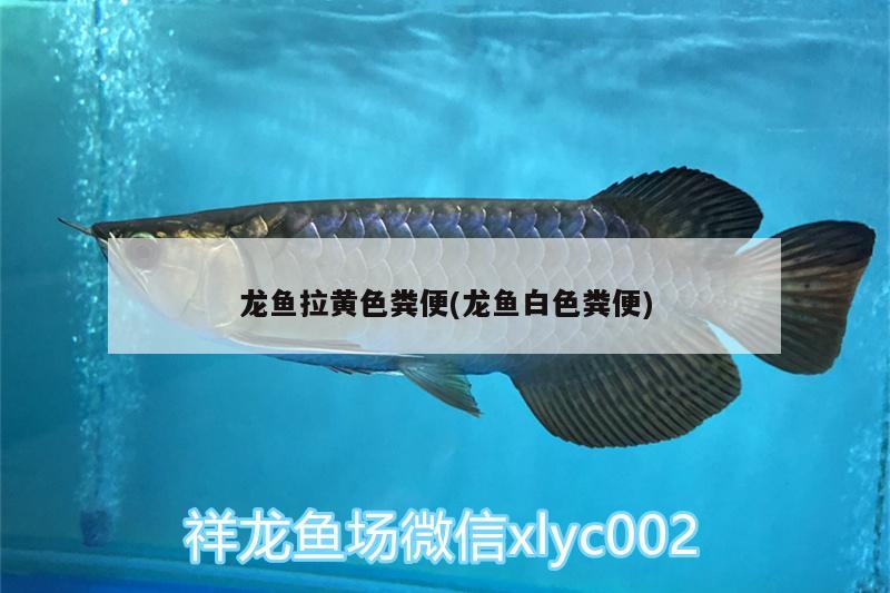 龍魚拉黃色糞便(龍魚白色糞便)