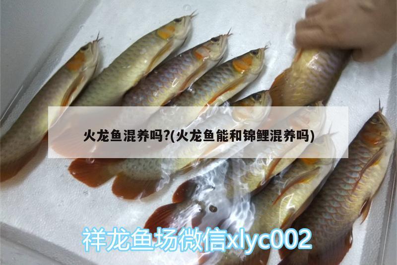 火龍魚混養(yǎng)嗎?(火龍魚能和錦鯉混養(yǎng)嗎) 廣州水族器材濾材批發(fā)市場 第1張