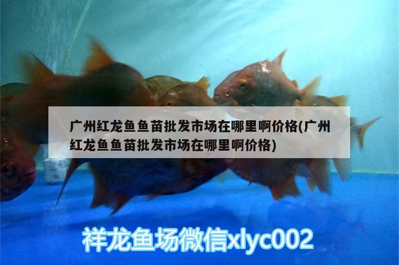 廣州紅龍魚魚苗批發(fā)市場在哪里啊價格(廣州紅龍魚魚苗批發(fā)市場在哪里啊價格)