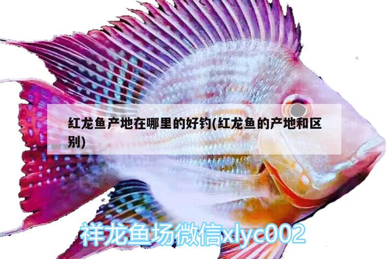 紅龍魚產(chǎn)地在哪里的好釣(紅龍魚的產(chǎn)地和區(qū)別)