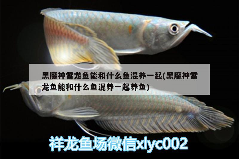 黑魔神雷龍魚能和什么魚混養(yǎng)一起(黑魔神雷龍魚能和什么魚混養(yǎng)一起養(yǎng)魚) 水族維護(hù)服務(wù)（上門）