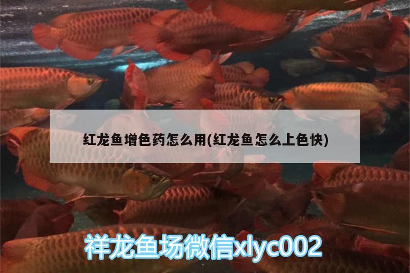 紅龍魚(yú)增色藥怎么用(紅龍魚(yú)怎么上色快)