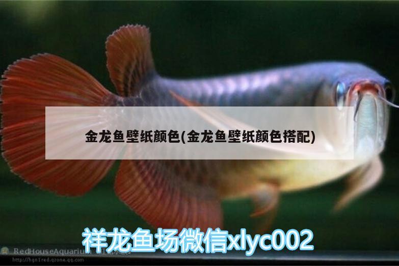 金龍魚(yú)壁紙顏色(金龍魚(yú)壁紙顏色搭配)