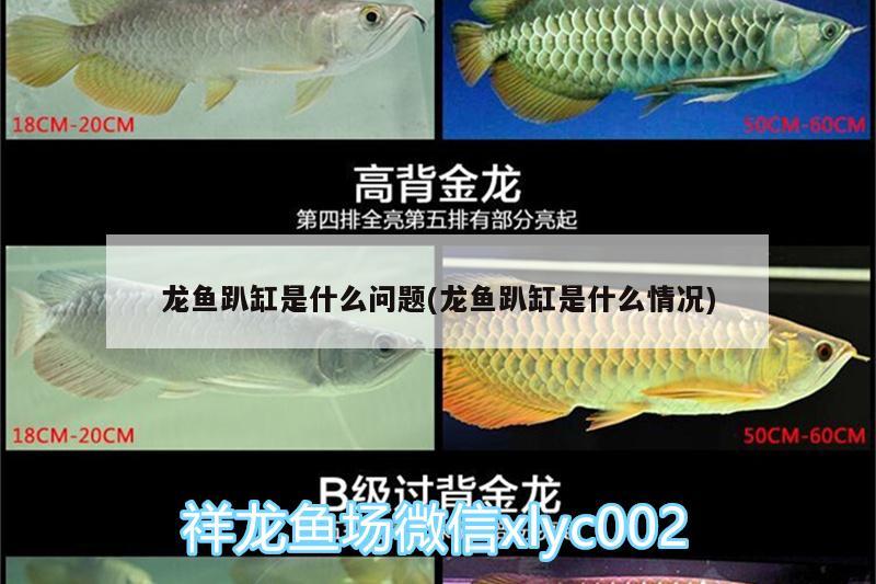 龍魚趴缸是什么問題(龍魚趴缸是什么情況)